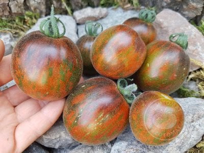 Томат «Extravagante Rouffiange» Томат «Extravagante Rouffiange»