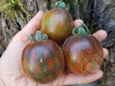 Томат «Extravagante Rouffiange» Томат «Extravagante Rouffiange»