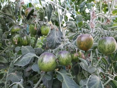 Томат «Extravagante Rouffiange» Томат «Extravagante Rouffiange»