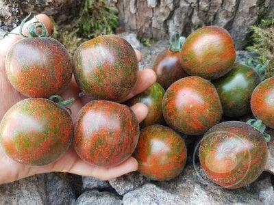 Томат «Extravagante Rouffiange» Томат «Extravagante Rouffiange»