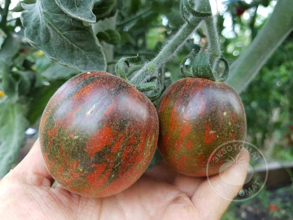 Томат «Extravagante Rouffiange» Томат «Extravagante Rouffiange»