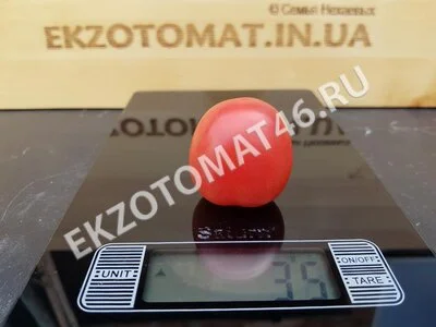 Томат «Egg From Phuket»
