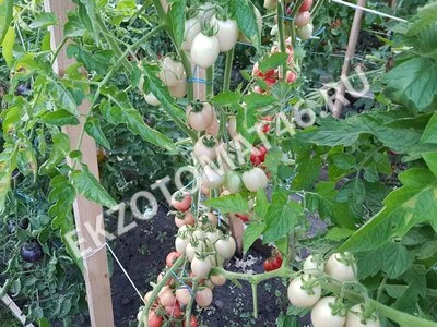 Томат «Egg From Phuket»