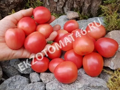Томат «Egg From Phuket»