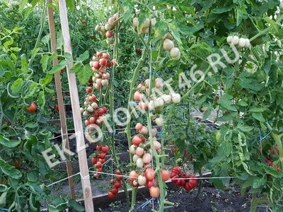 Томат «Egg From Phuket»