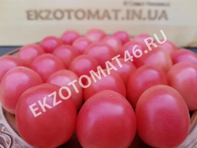 Томат «Egg From Phuket»