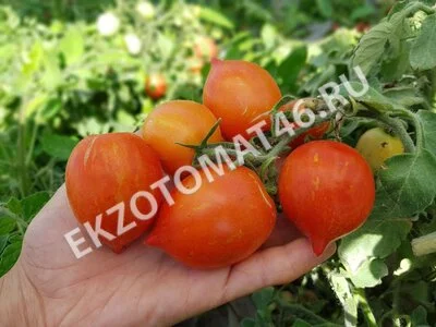 Томат «Fuzzy wuzzy»
