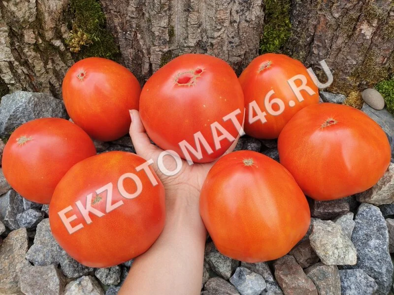 Томат «German Red Strawberry»