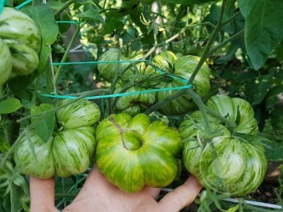 Томат «Glacial zebra»