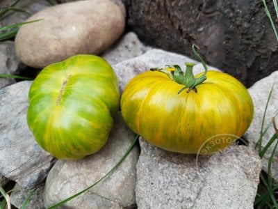 Томат «Glacial zebra»