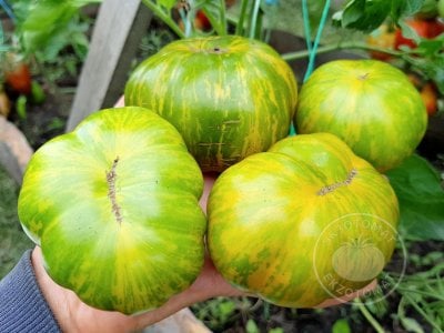 Томат «Glacial zebra»