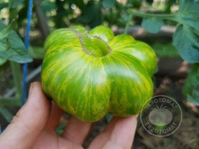 Томат «Glacial zebra»