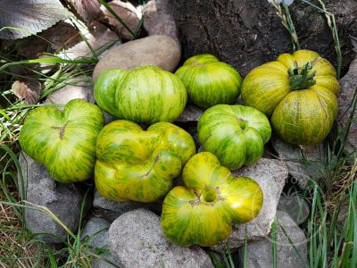 Томат «Glacial zebra»