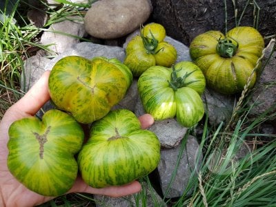 Томат «Glacial zebra»