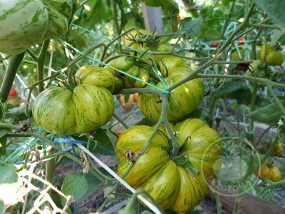 Томат «Glacial zebra»