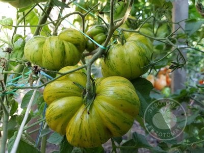 Томат «Glacial zebra»