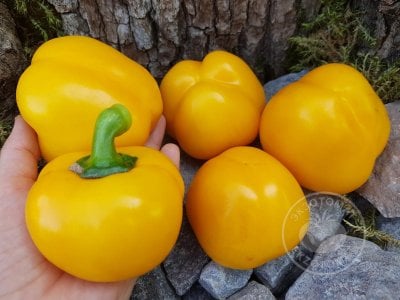 Перец сладки «Гогошар жёлтый» Перец сладки «Гогошар жёлтый»