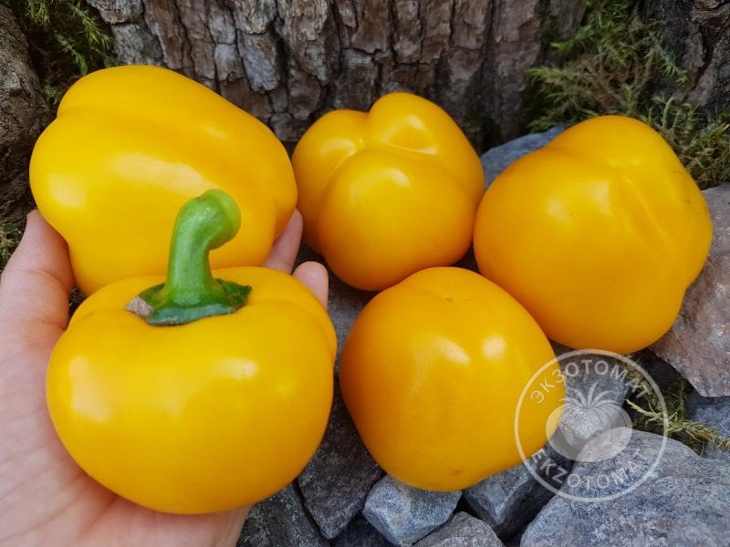             Перец сладки «Гогошар жёлтый»