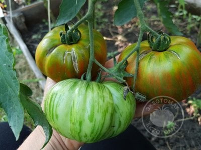 Томат «Gold Stripes»