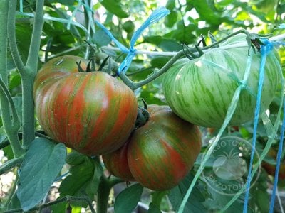 Томат «Gold Stripes»