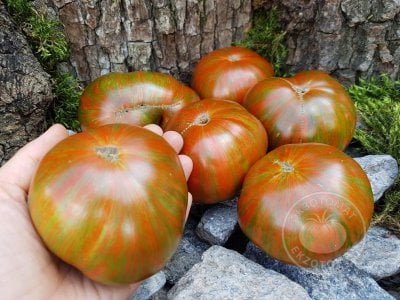 Томат «Gold Stripes»