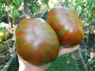 Томат «Gold Stripes»