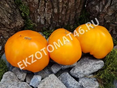  Томат «Orlov Yellow Giant»