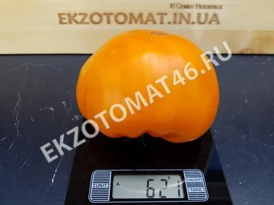  Томат «Orlov Yellow Giant»