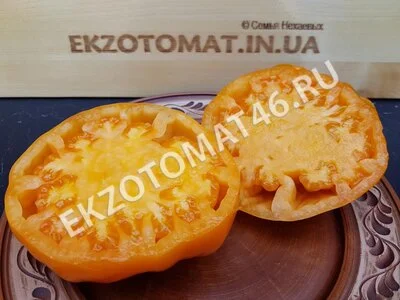  Томат «Orlov Yellow Giant»