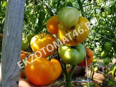  Томат «Orlov Yellow Giant»