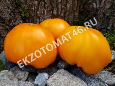  Томат «Orlov Yellow Giant»