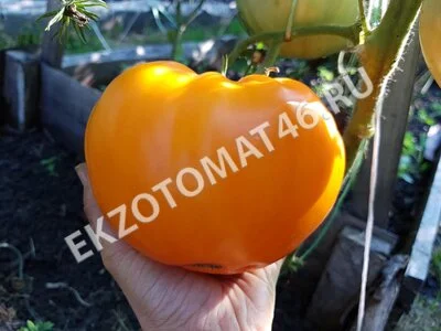  Томат «Orlov Yellow Giant»