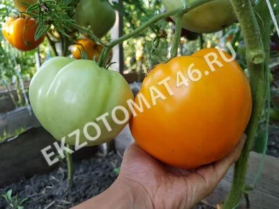  Томат «Orlov Yellow Giant»