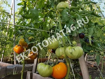  Томат «Orlov Yellow Giant»