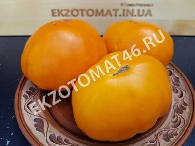  Томат «Orlov Yellow Giant»