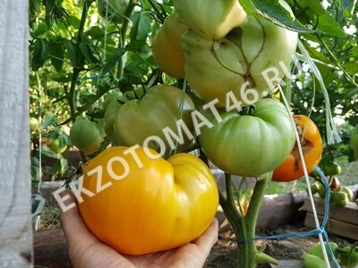  Томат «Orlov Yellow Giant»