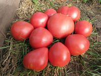 Tomato "Grandpa’s Cock’s Plume"