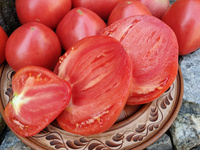 Tomato "Grandpa’s Cock’s Plume"