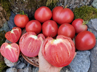 Tomato "Grandpa’s Cock’s Plume"