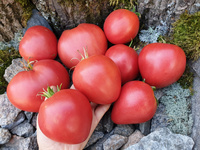 Tomato "Grandpa’s Cock’s Plume"