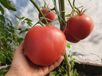 Tomato "Grandpa’s Cock’s Plume"