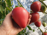 Tomato "Grandpa’s Cock’s Plume"