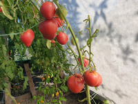 Tomato "Grandpa’s Cock’s Plume"