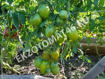 Томат «Green bombs»