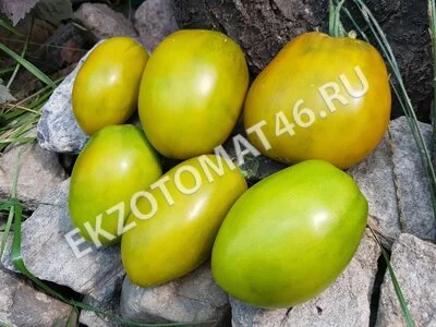 Томат «Green bombs»