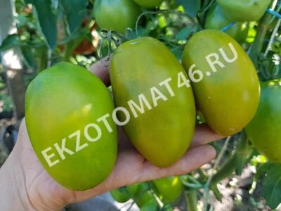 Томат «Green bombs»