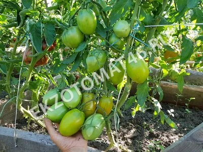Томат «Green bombs»