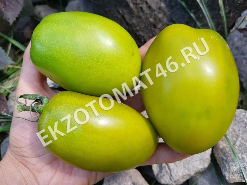 Томат «Green bombs»