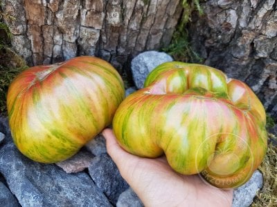 Томат «Green Lantern Lights»