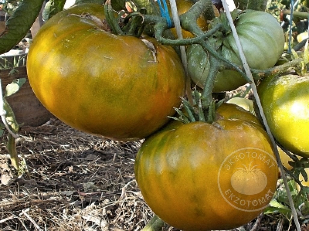 Томат «Green Pineapple» Томат «Green Pineapple»